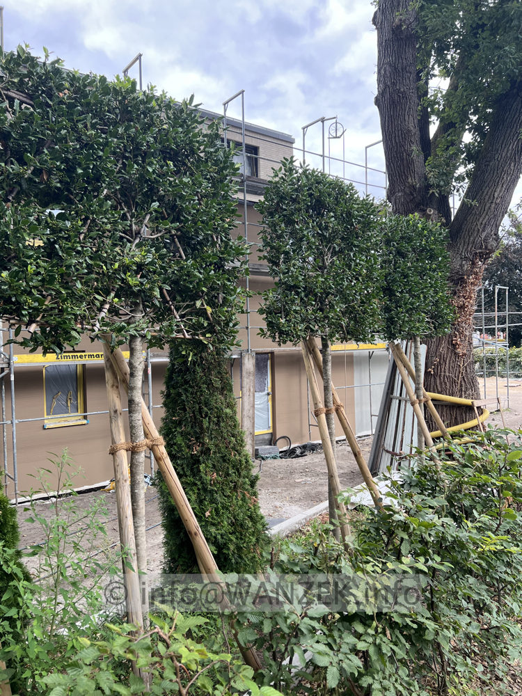 Ilex als Spalier Hochstamm 02.jpg